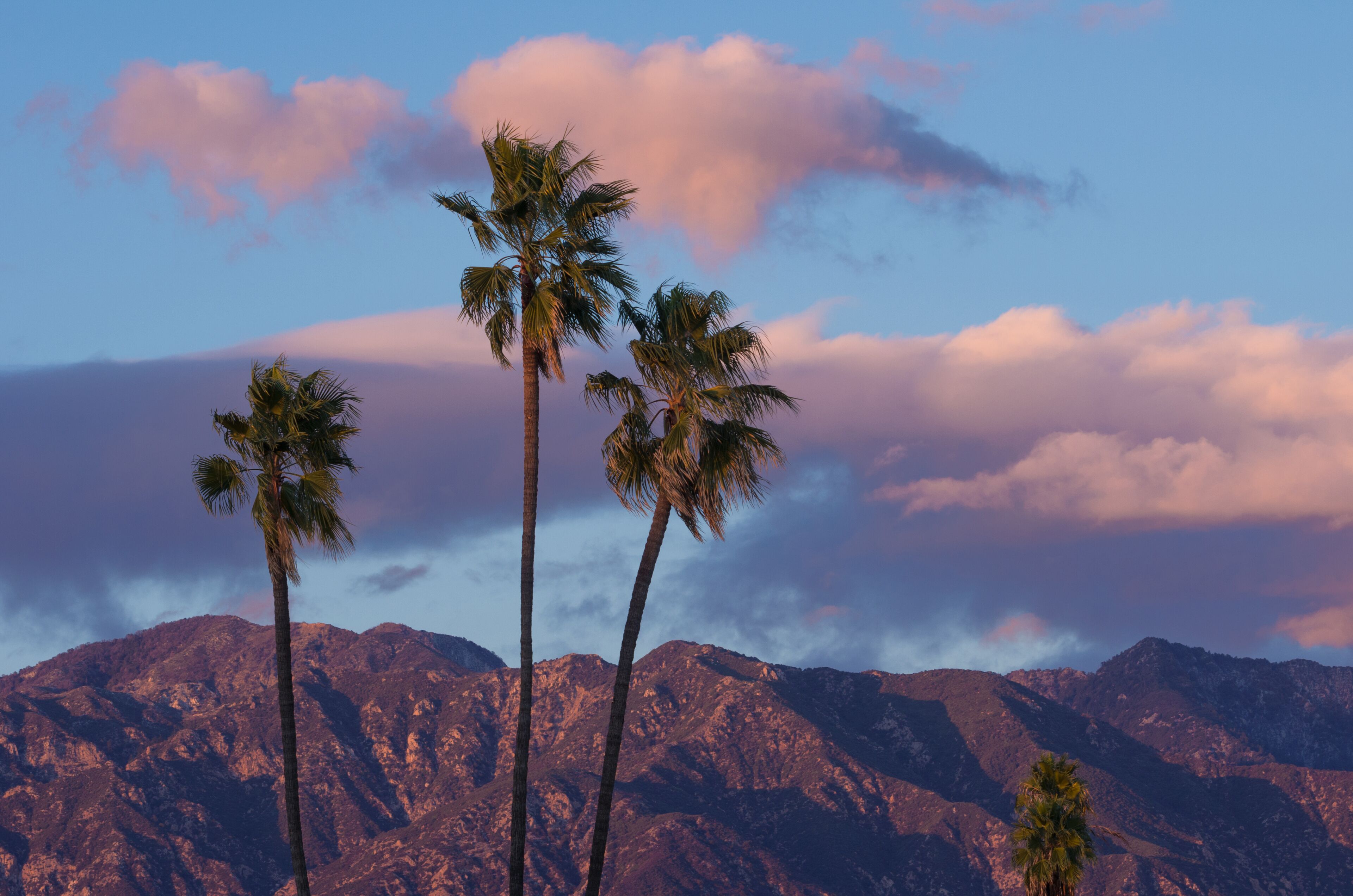 Palm trees against a mountain backdrop.