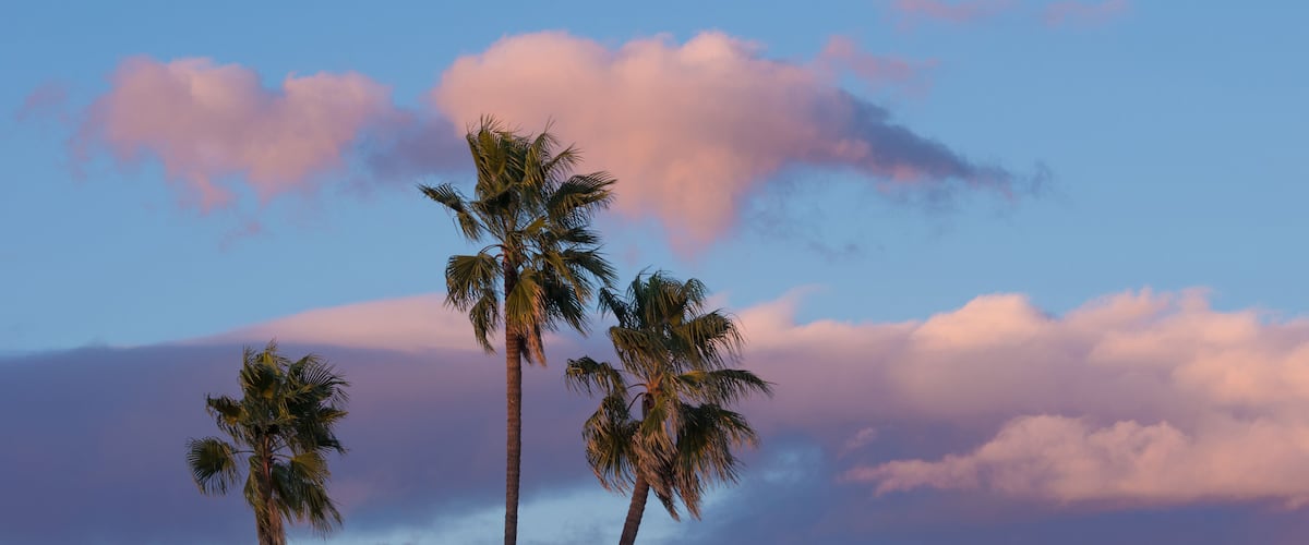 Palm trees against a mountain backdrop.