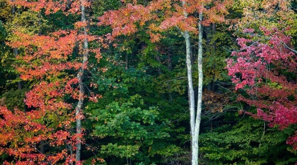 My walk along the trails around a swamp in Shelton Connecticut. The fall foliage was setting in at the waters edge. I set up and grabbed a quick image.