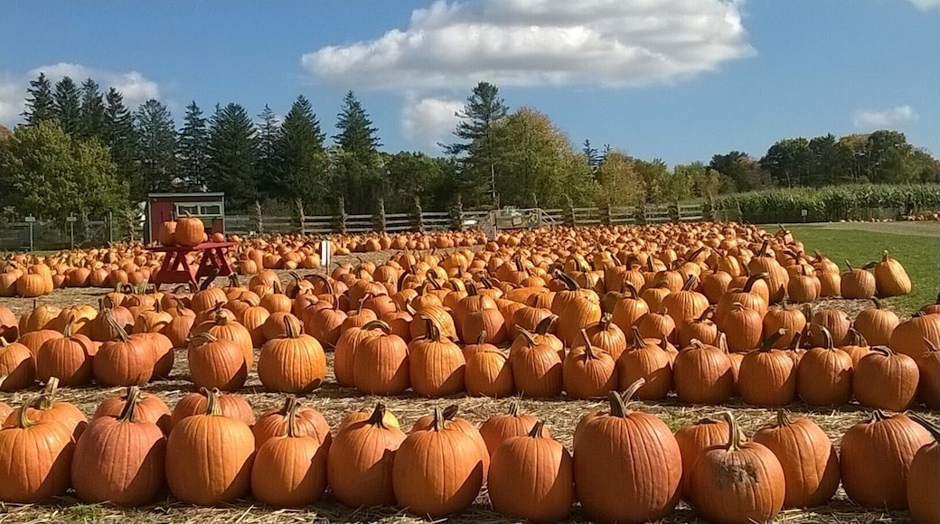 Pumpkins for everyone