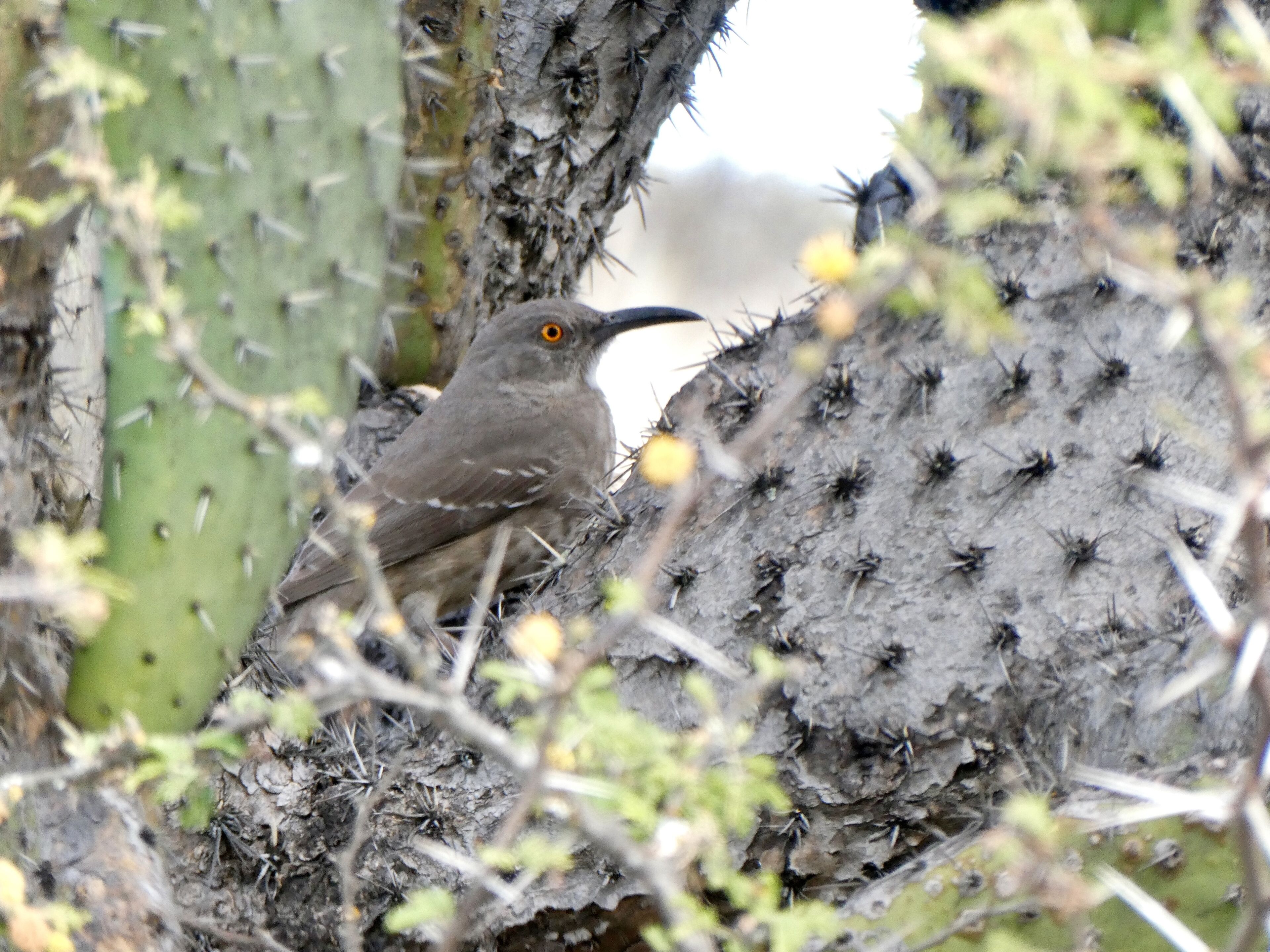 The Indigenous Botanical Garden is the largest collection of cacti in Mexico. It’s beautiful and it also boasts an abundant amount of wildlife. 
