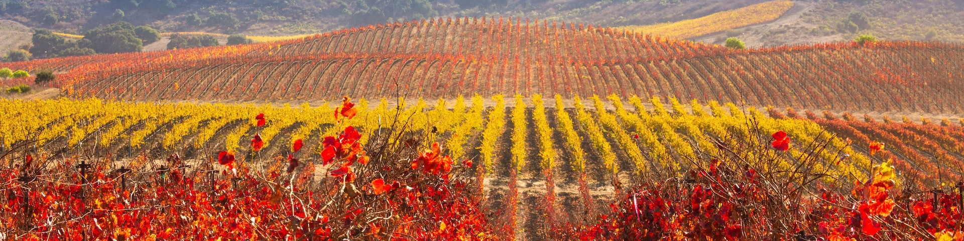 Viñedo con hileras de parras.