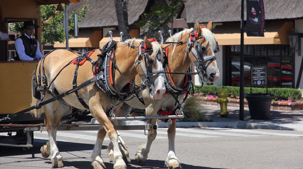 Horse Carriage rides in downtown Solvang
