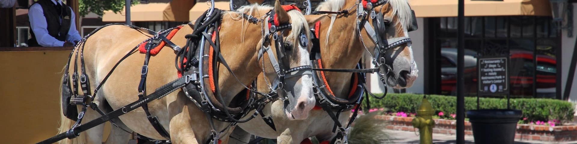 Horse Carriage rides in downtown Solvang