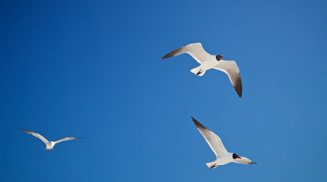 St. Pete Beach showing bird life