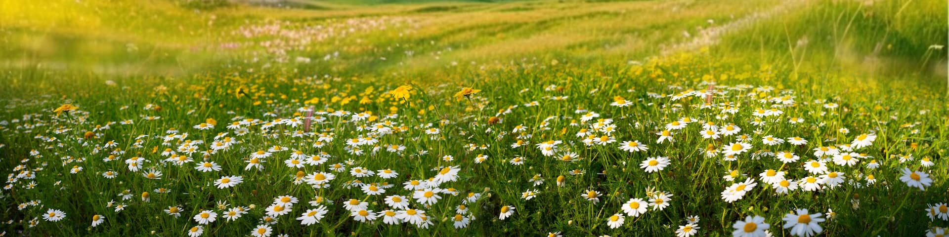 Beautiful spring and summer natural panoramic pastoral landscape with blooming field of daisies in the grass in the hilly countryside.