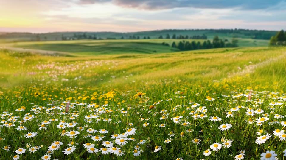 A field of daisies with rolling hills and a tree in the distance.