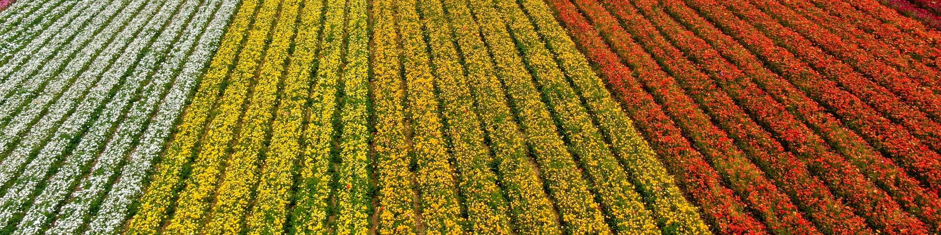 Aerial view of Carlsbad Flower Fields. tourist can enjoy hillsides of colorful Giant Ranunculus flowers during the annual bloom that runs March through mid May. Carlsbad, California, USA