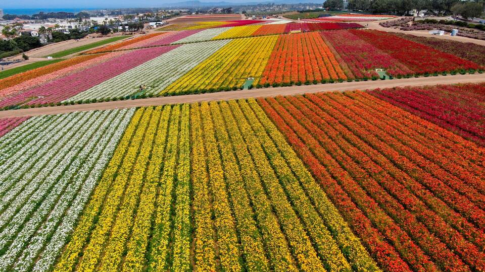 A vast flower field with rows of vibrant flowers in various colors.