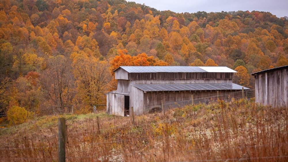 Abandoned wooden barn by the woods during autumn