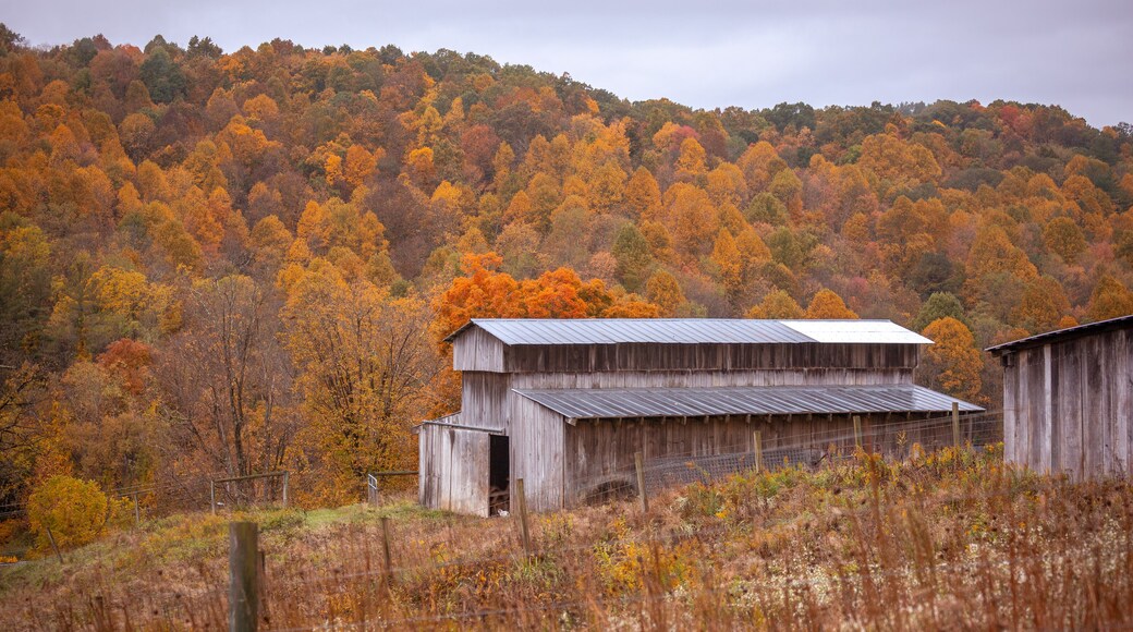 Abandoned wooden barn by the woods during autumn