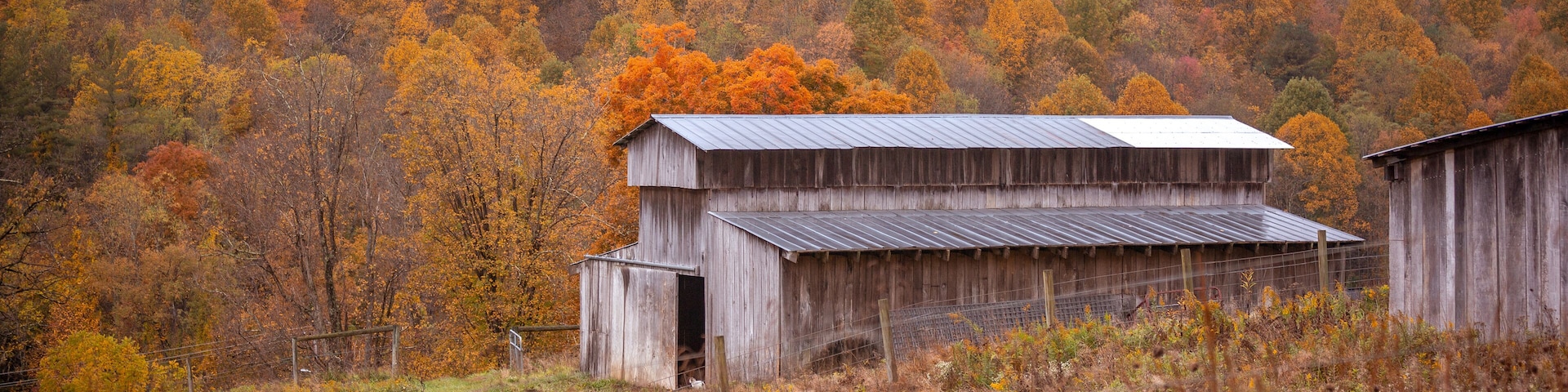 Abandoned wooden barn by the woods during autumn
