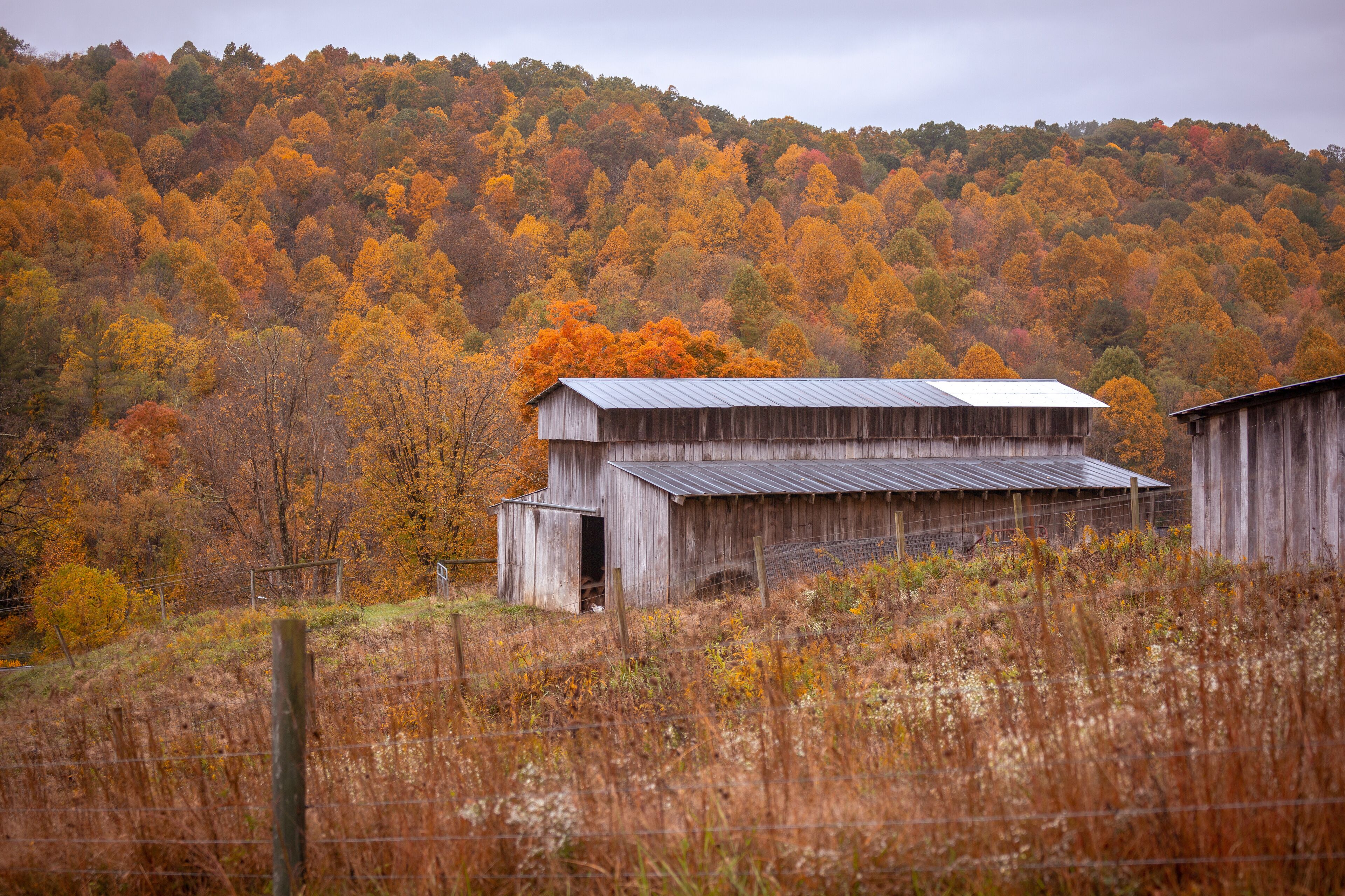 A wooden barn with a metal roof, surrounded by a field with tall grasses and a forested hillside in autumn colors.