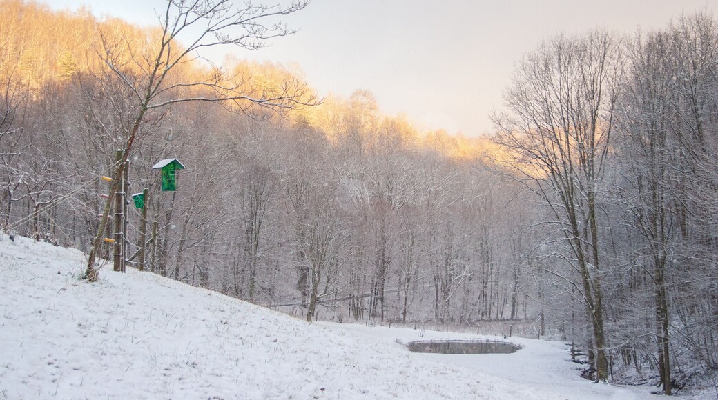 Falling snow winter scene with bird feeders and pond on slope near the forest