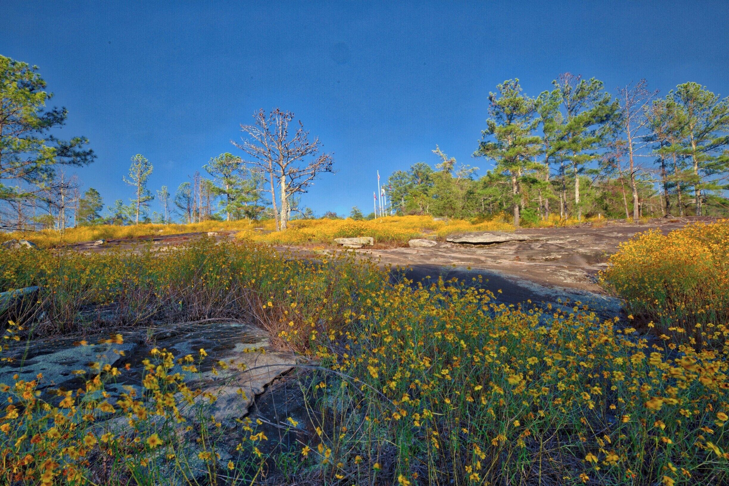 This photo was taken on September 25 when the yellow daisies are blooming on Stone Mountain in Atlanta.  Stone Mountain is one of the top sights in the Atlanta area. It's a large exposed granite mountain (batholith) 22 miles from downtown. It's a favorite hiking spot for many Atlantans. It's a strenuous hike up but only takes about about an hour to reach the summit. Great place to watch the sunset. 
