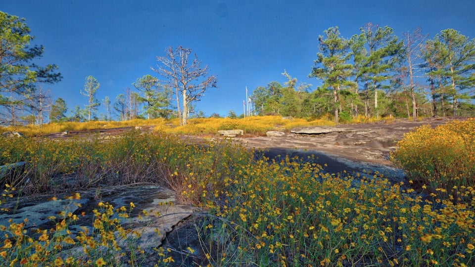 Un paysage rocheux parsemé de fleurs sauvages jaunes, de pins et dominé par un ciel bleu clair.