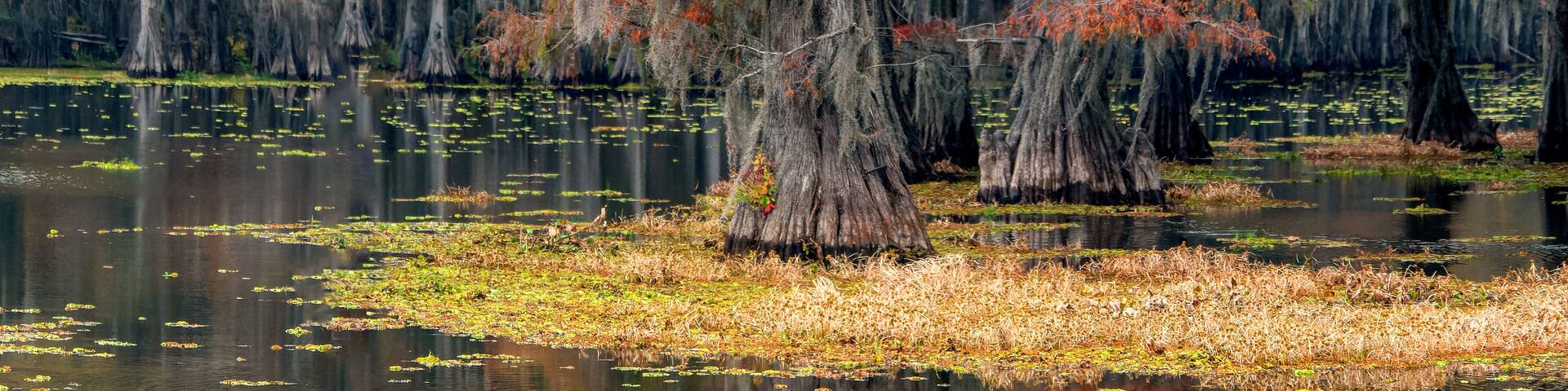 Autumn cypress trees in cypress swamp
