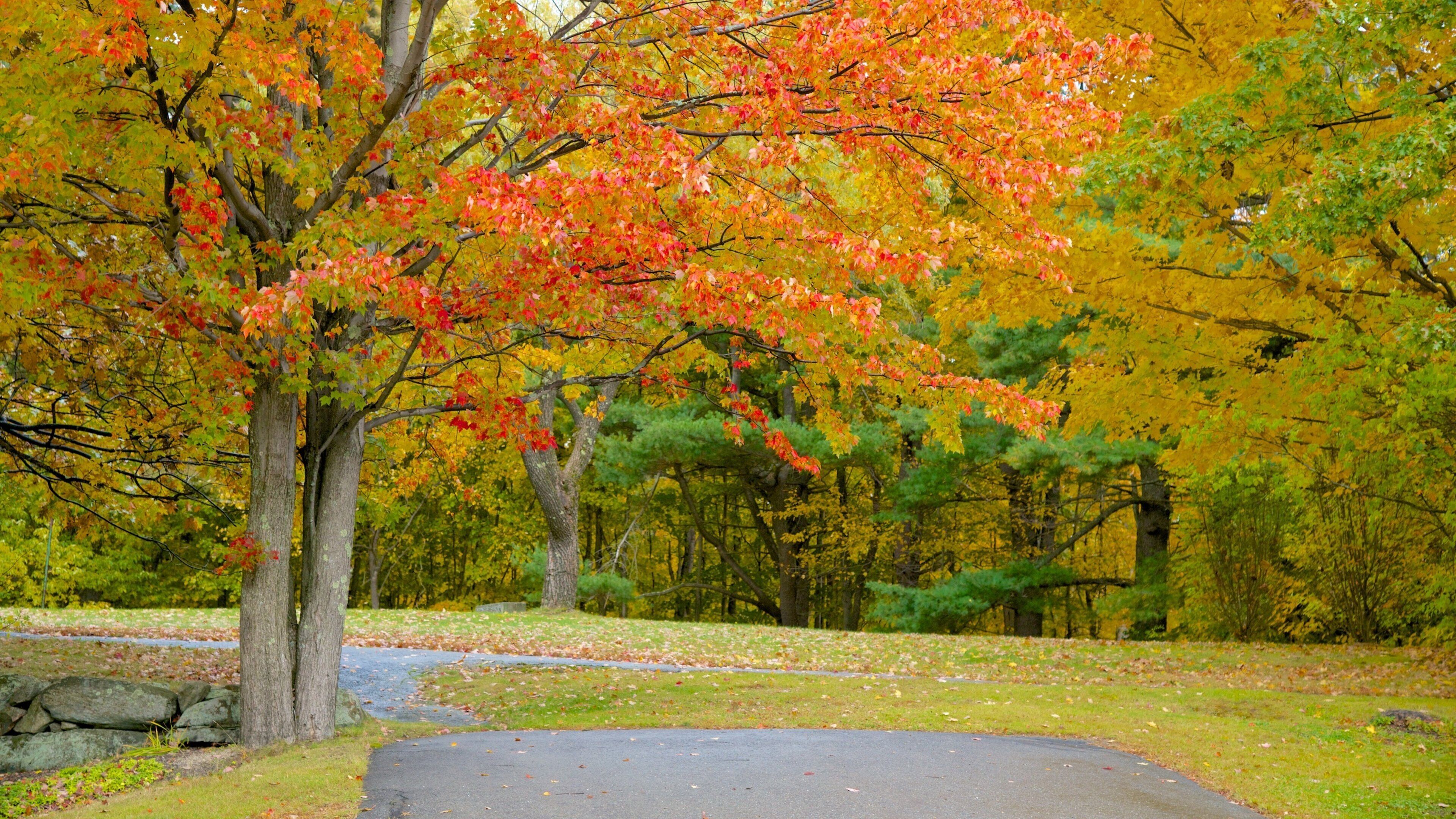A park with autumn foliage, a paved path, and a stone wall.