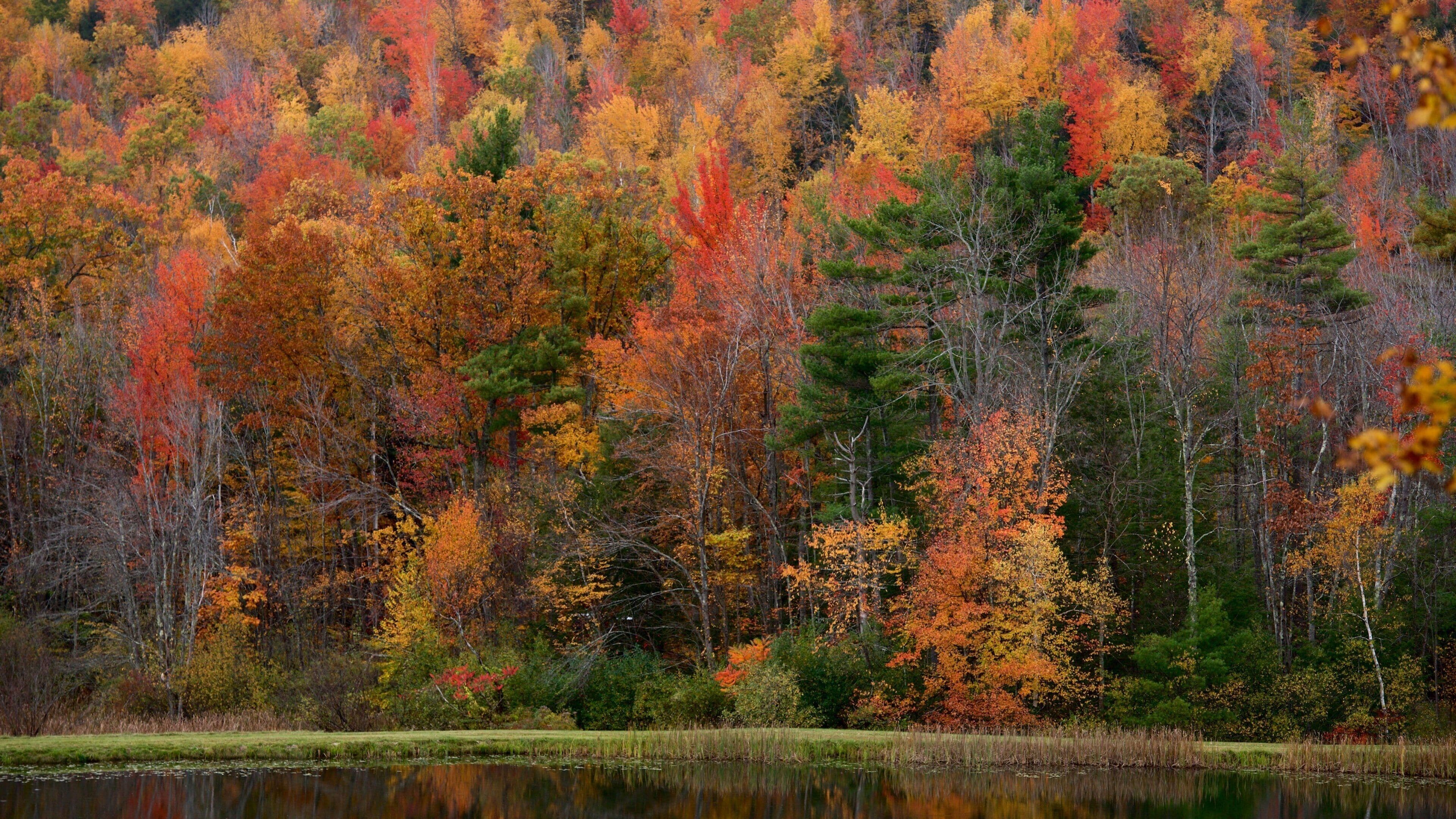 Dublin welches beinhaltet Waldmotive, Herbstblätter und Teich