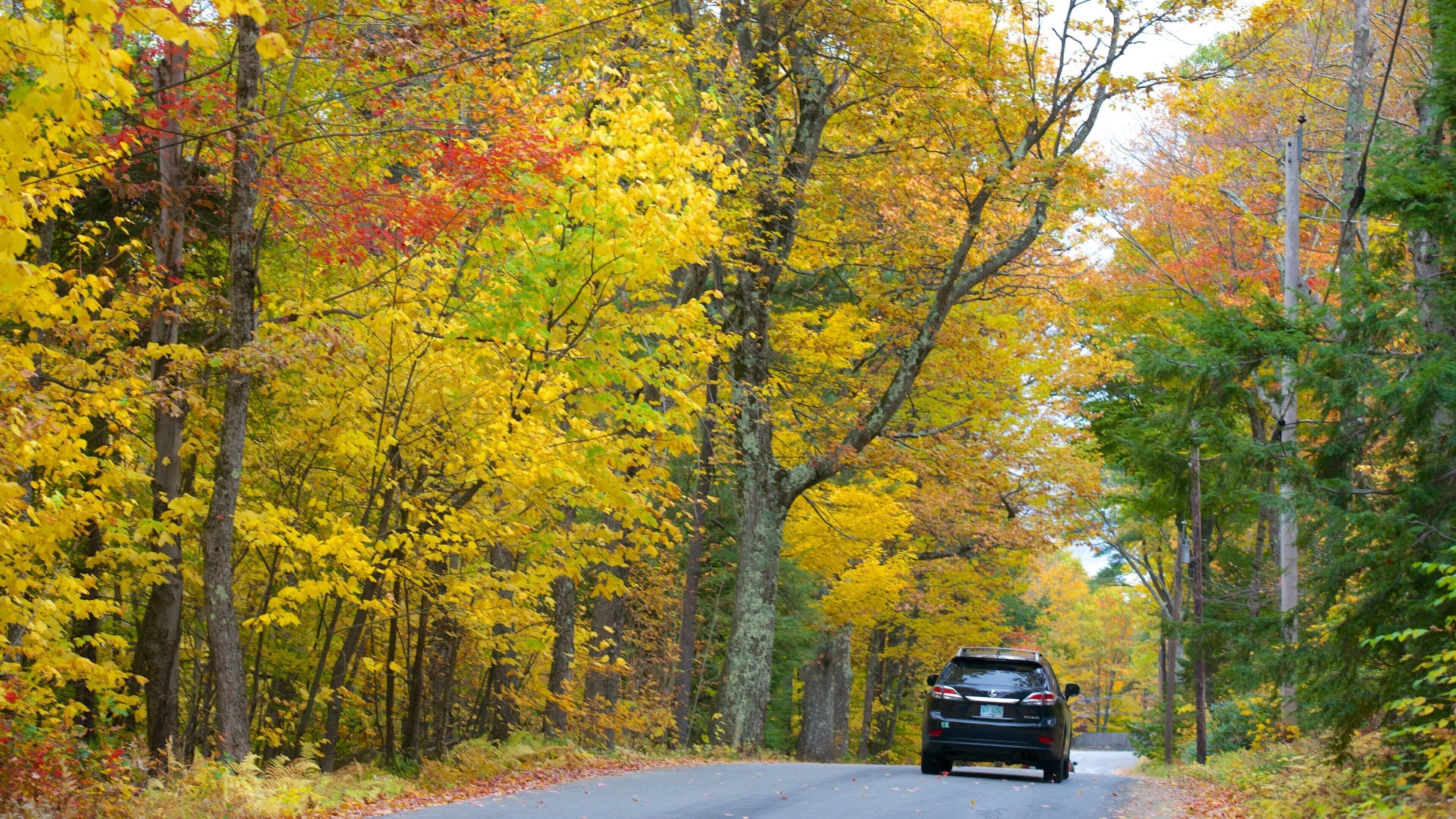 A road flanked by autumn-colored trees.