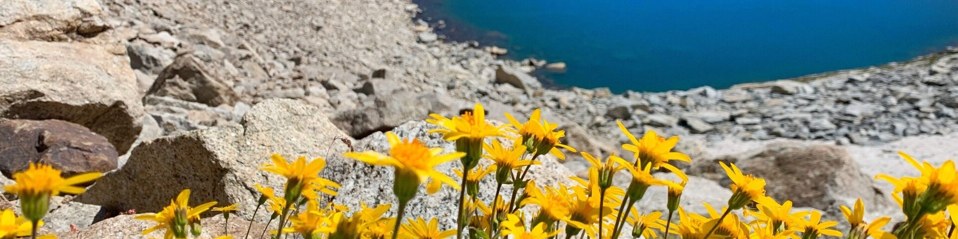 Paisaje rocoso con un pequeño lago azul y flores amarillas en primer plano.
