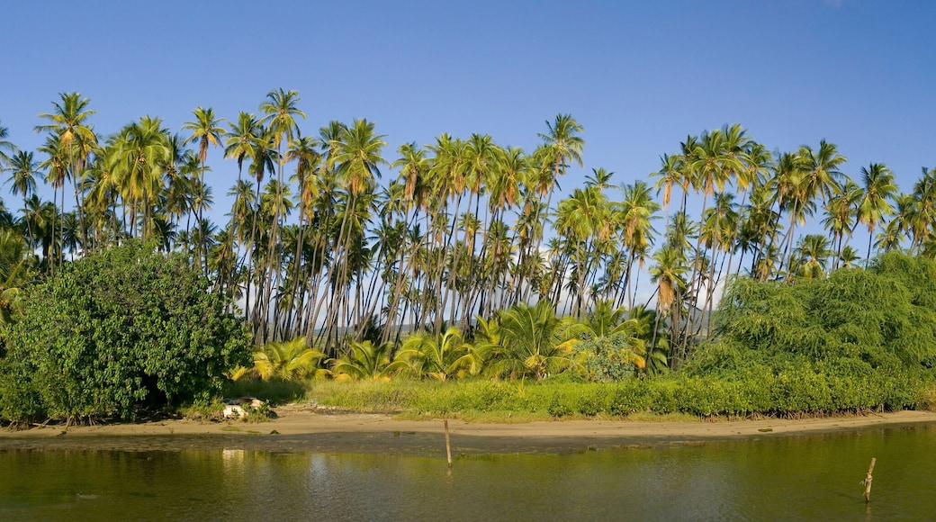A view from the water of Kiowea Park and the Kapuaiwa Coconut Grove, Molokai, Hawaii.