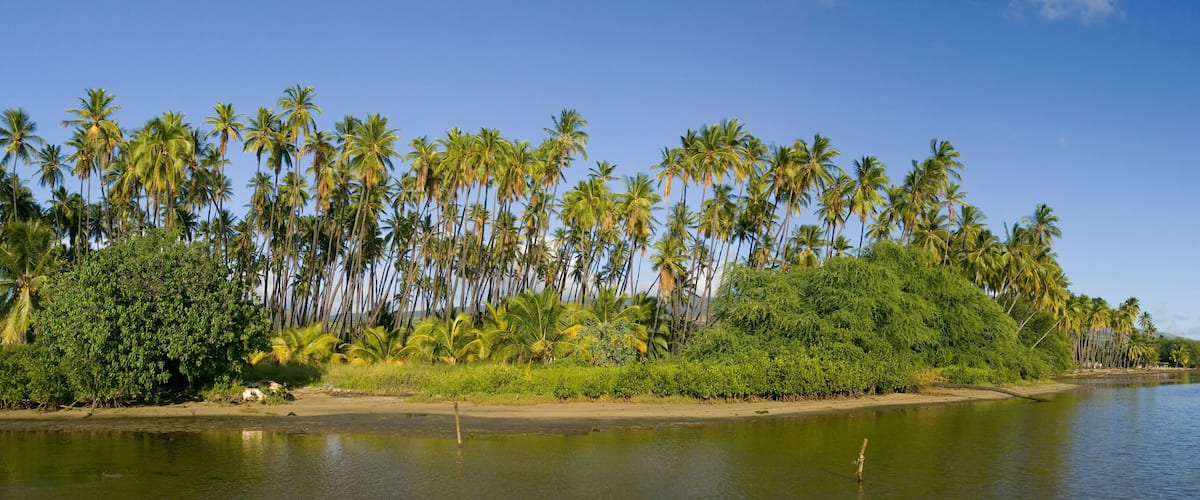 A calm lake with tall palm trees and dense greenery along the shore.