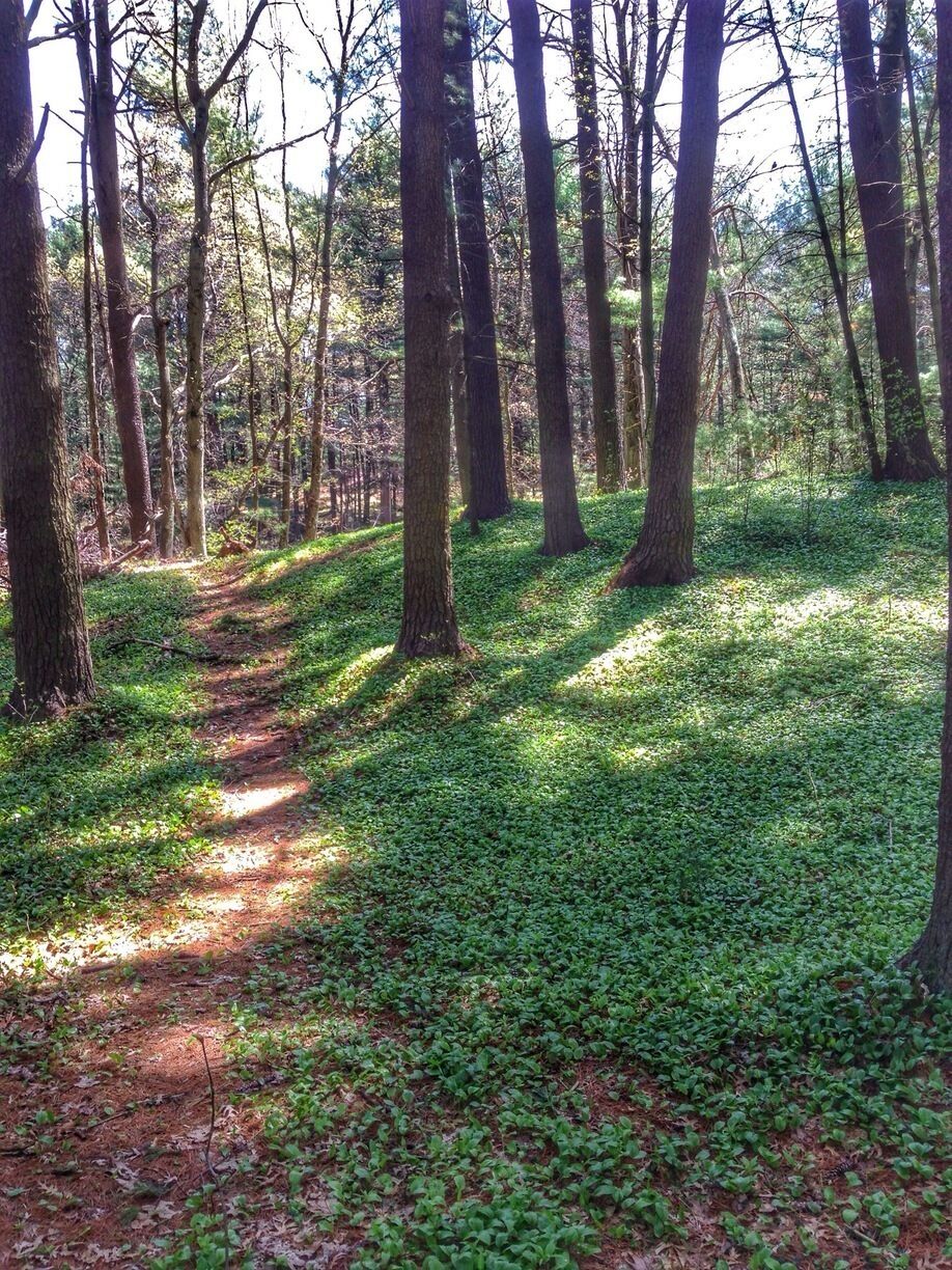 There are loads of dirt paths in Breakheart that cross cross everywhere. One of them even follows along the banks of the river and the spring blossoms are gorgeous.