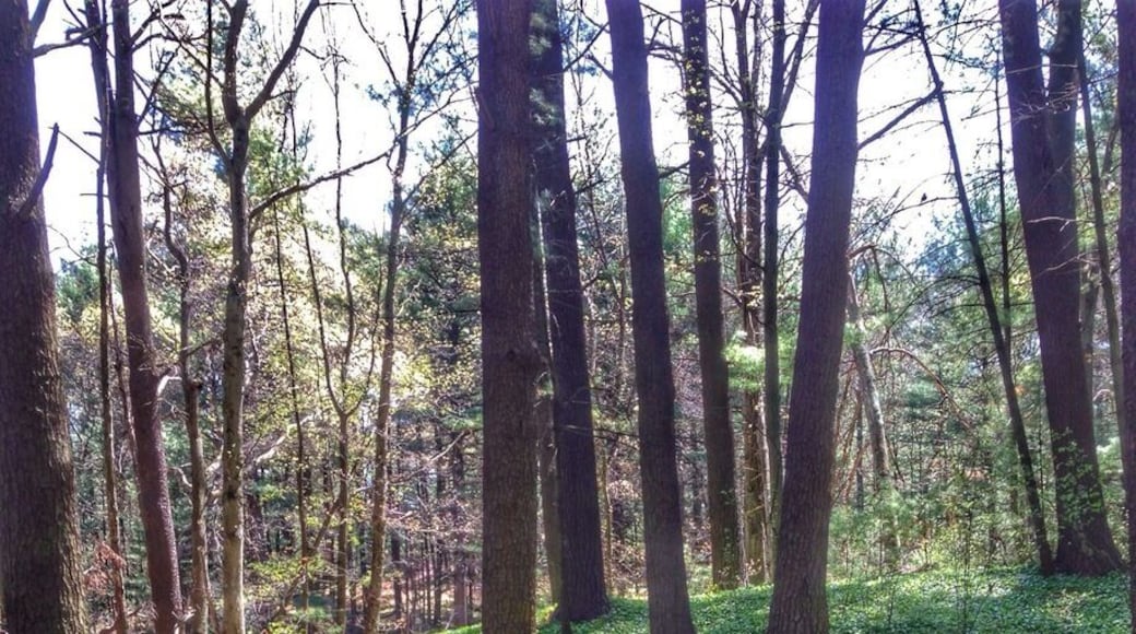 There are loads of dirt paths in Breakheart that cross cross everywhere. One of them even follows along the banks of the river and the spring blossoms are gorgeous.