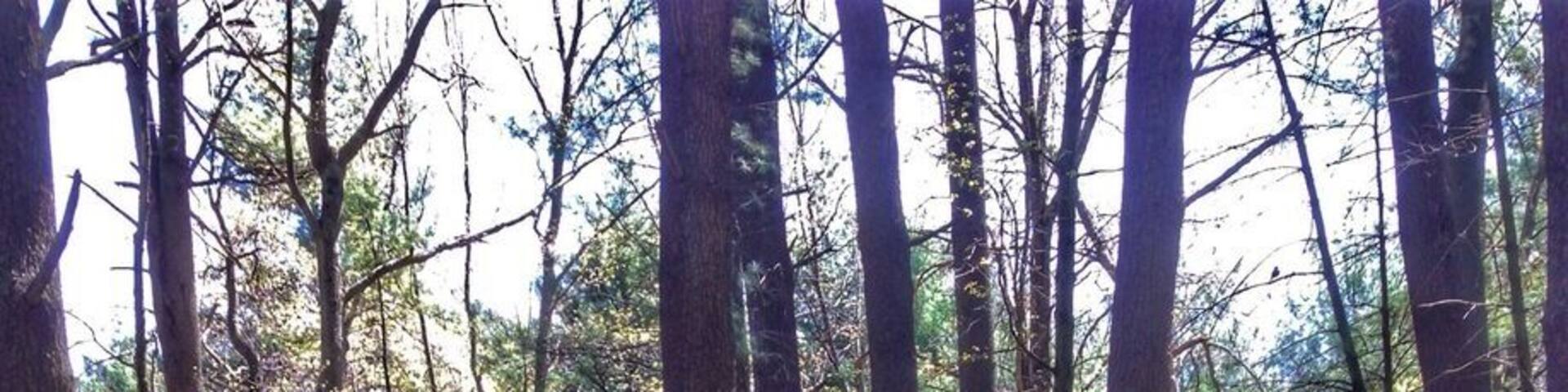 There are loads of dirt paths in Breakheart that cross cross everywhere. One of them even follows along the banks of the river and the spring blossoms are gorgeous.