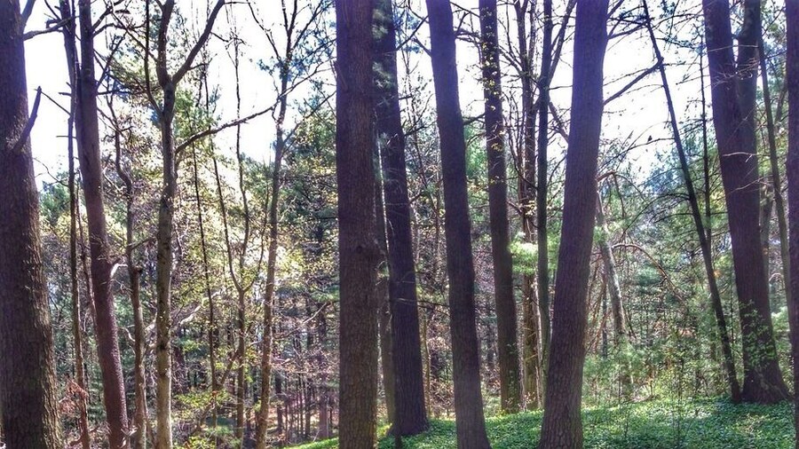 There are loads of dirt paths in Breakheart that cross cross everywhere. One of them even follows along the banks of the river and the spring blossoms are gorgeous.