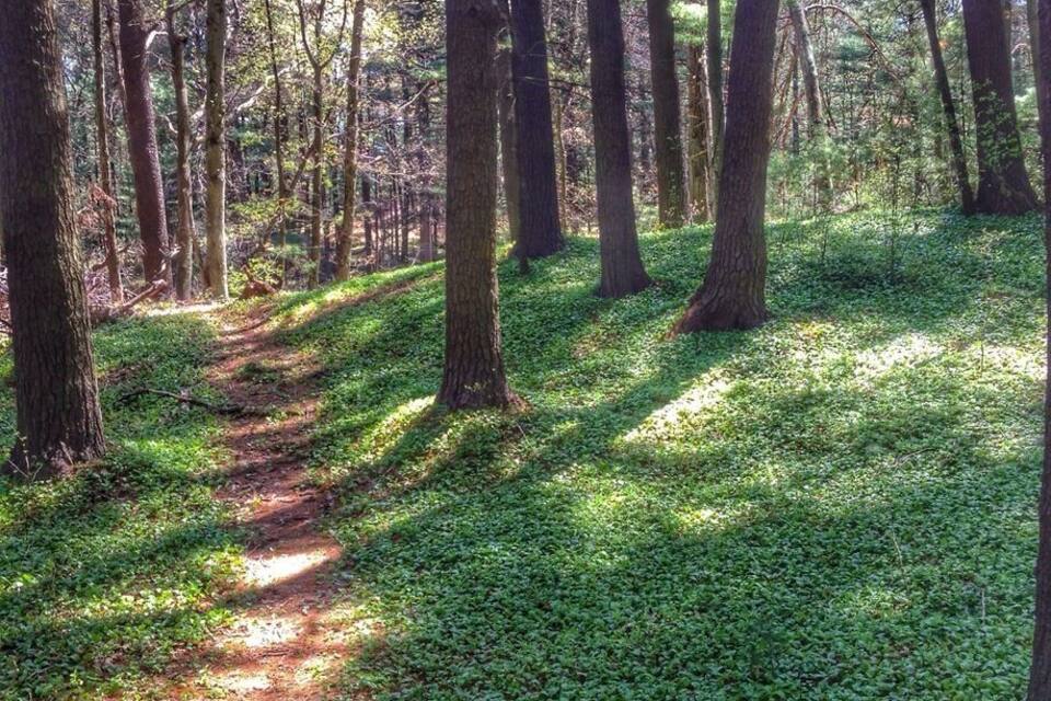 A forest path with tall trees and a ground covered in green foliage.