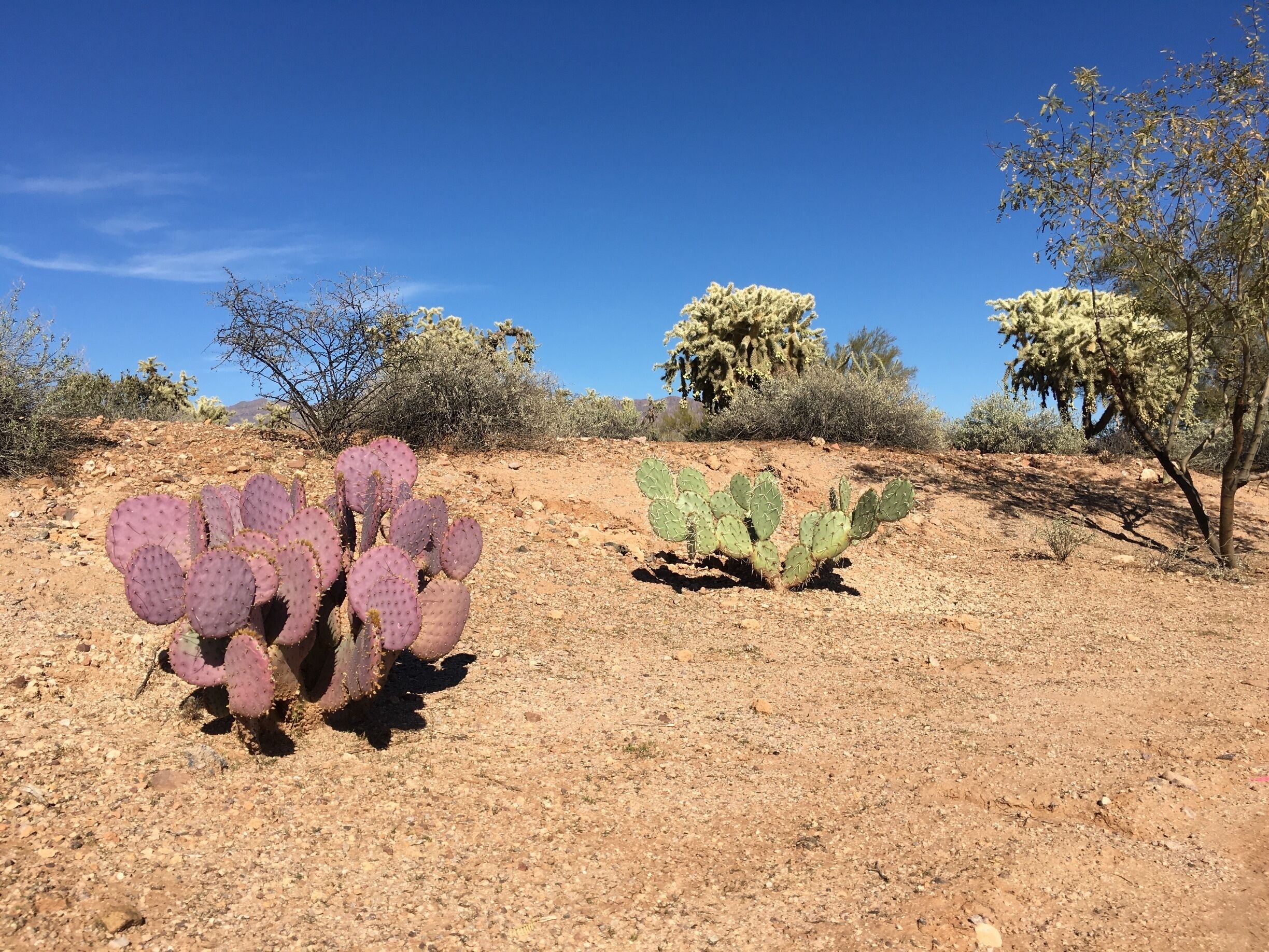 Great taffy made with Prickly Pear juice. Taller cacti in background are cholla. (January 2016)
#desert