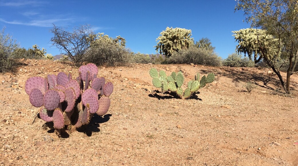 Great taffy made with Prickly Pear juice. Taller cacti in background are cholla. (January 2016)
#desert