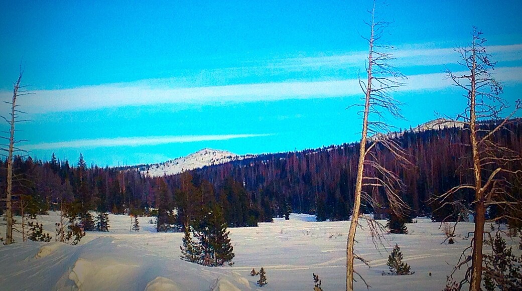 Snowy Pass in Medicine Bow National Forest