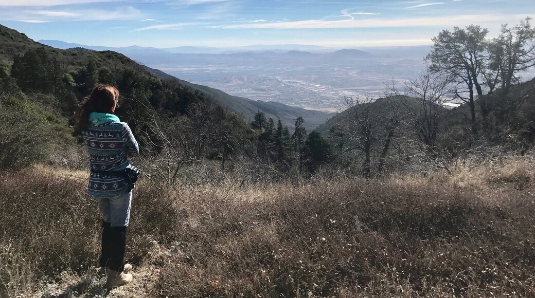 @ San Bernadino forest ..