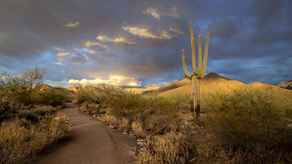 Un paysage désertique avec un cactus, un chemin de terre et une montagne en arrière-plan.