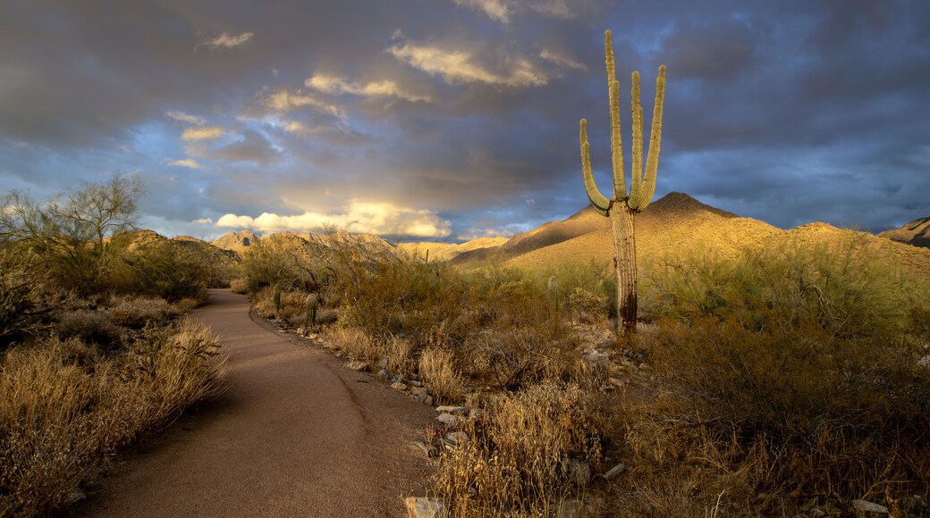 Hiking Path At The Gateway Trailhead And Desert Preserve In Scottsdale Arizona