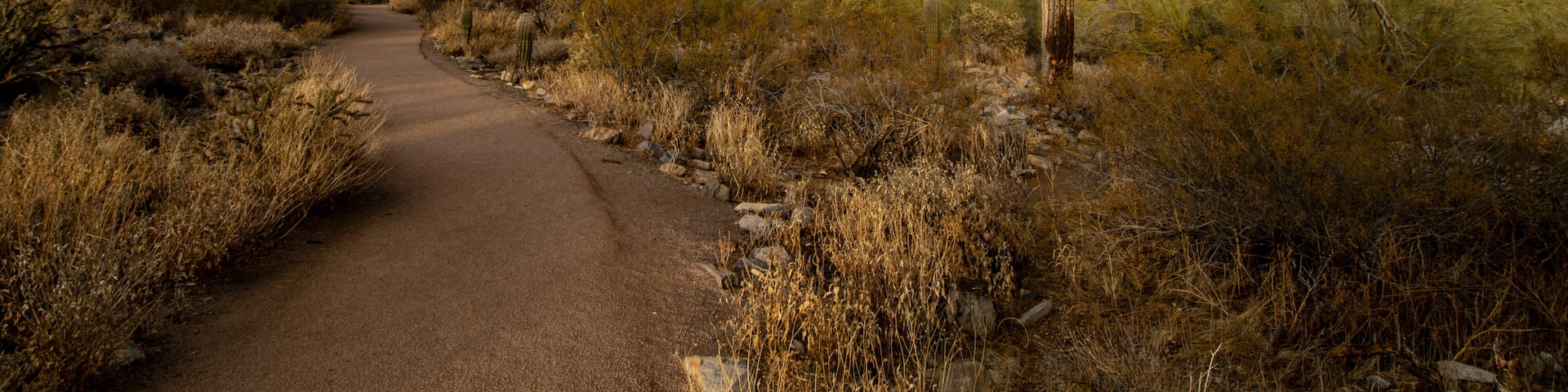 A desert landscape with a cactus, a dirt path, and a mountain in the background.