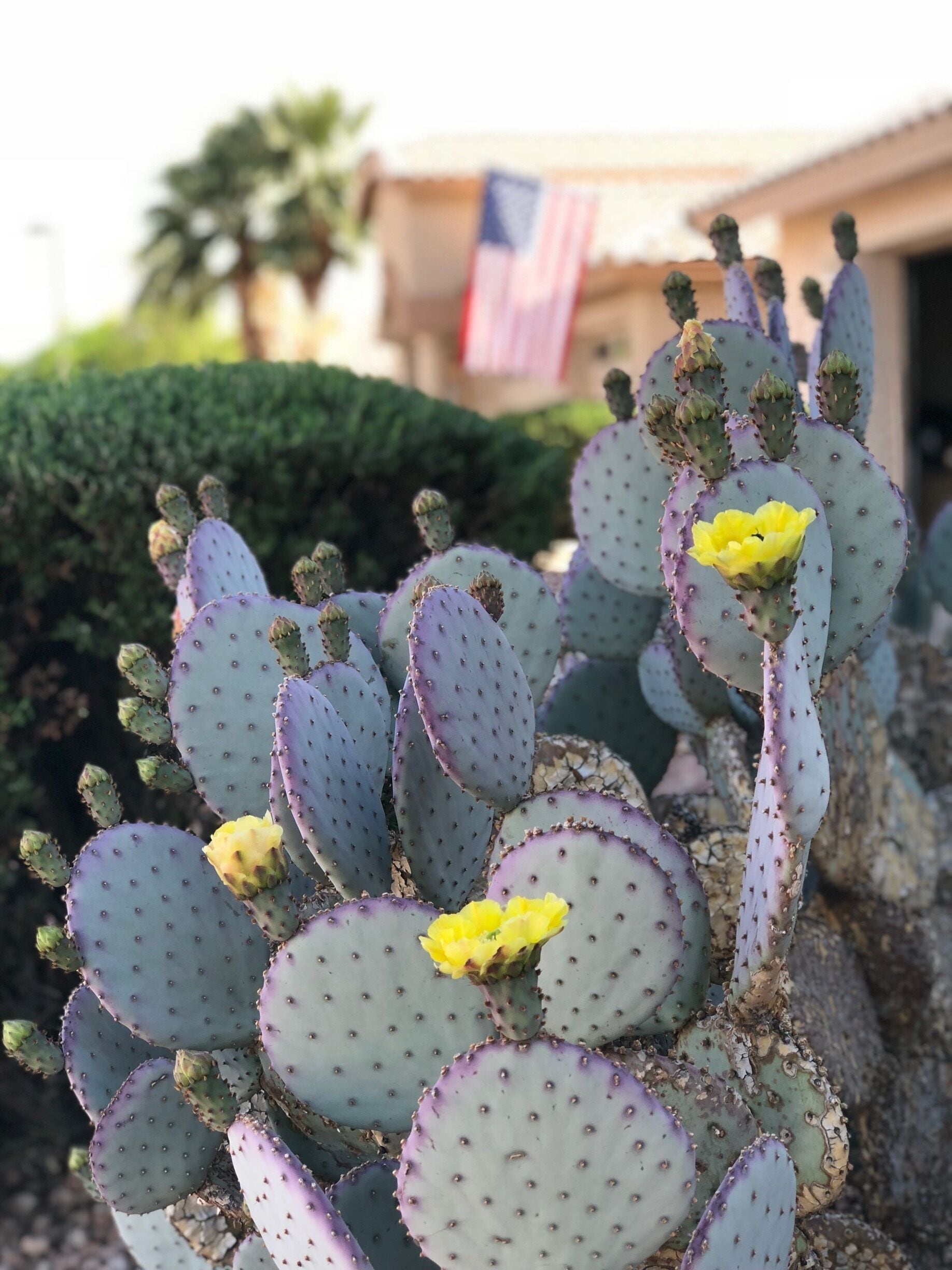 Cactus blooming in the desert, flag flying proud 