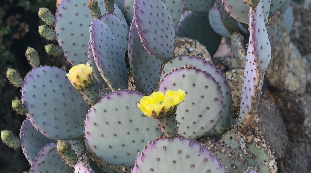 Cactus blooming in the desert, flag flying proud