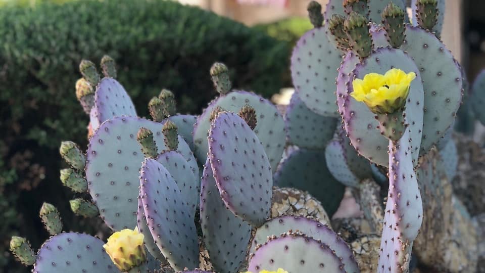 Cactus blooming in the desert, flag flying proud