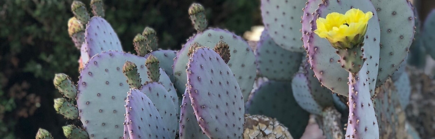 Cactus blooming in the desert, flag flying proud
