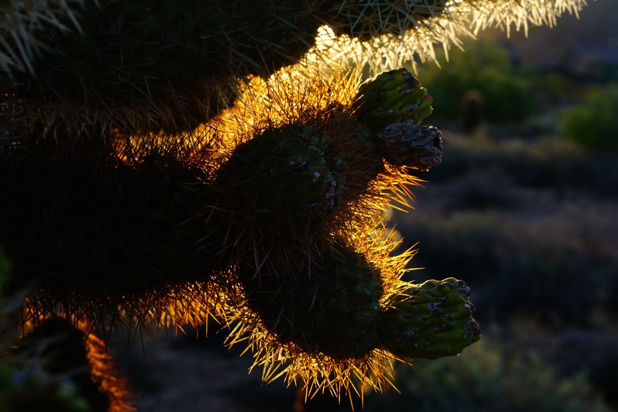 A close-up of a cactus with spines illuminated by sunlight.