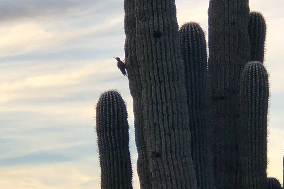 Tall cacti against a sky with clouds.