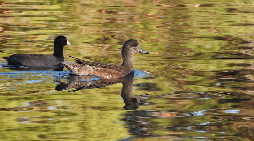 Coot and American Wigeon in an urban lake.
#GreatOutdoors Photo