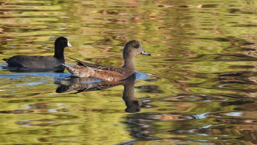 Coot and American Wigeon in an urban lake.
#GreatOutdoors Photo