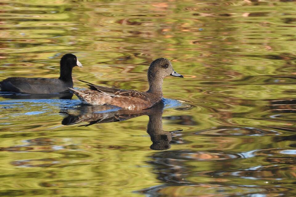 Un'anatra nuota in uno stagno con acqua verdastra.