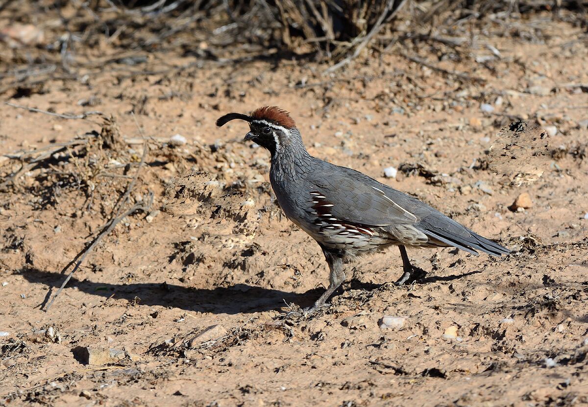 We took several hikes at this location and spotted some new birds and really got a great workout. This park appeals to all hikers from seasoned climbers to novice hikers and mountain bike enthusiasts. make sure you take plenty of water and stay on the trails. This is a Gambels Quail which is common in the park. You will probably hear them before you see them.
