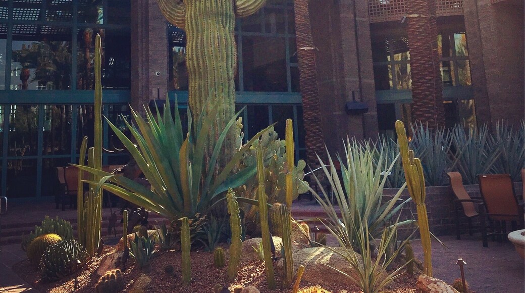 Beautiful resort with pools for adults only and pools if you have children, lots of activities for everyone. Fun nightlife nearby and many restaurants to choose from. Stop and enjoy the cactus.